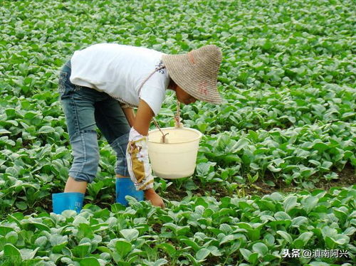 种树的四个步骤：选择位置、准备土壤、挖洞栽植、浇水施肥的技巧