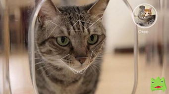 猫咪大作战监控人模组汉化版下载安装-猫咪大作战监控人模组无限金币内购版下载v.4.43 猫咪大作战监控人模组汉化版下载安装-猫咪大作战监控人模组无限金币内购版下载v.4.43